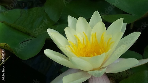 pale water lily lotus close up