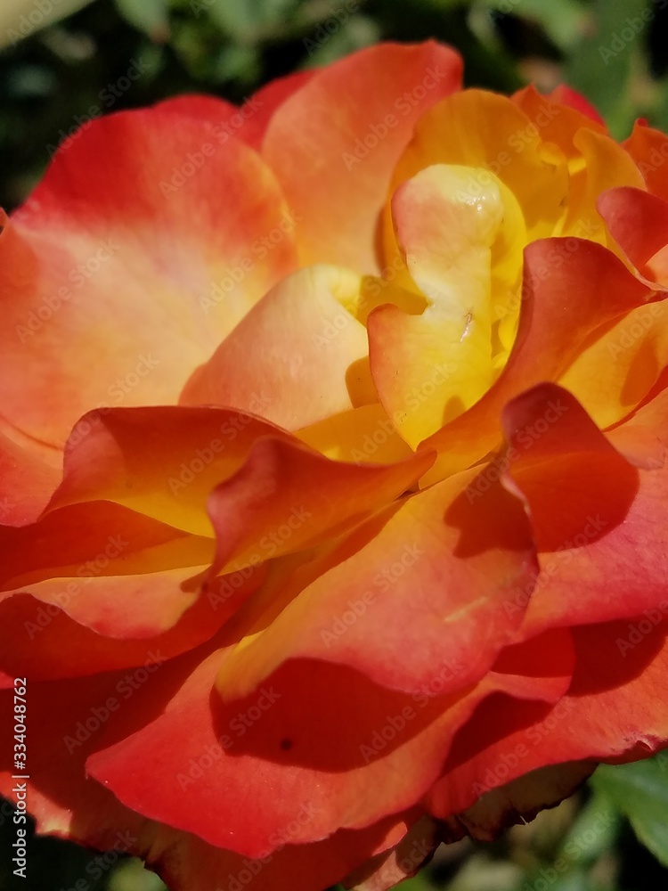 rose orange red yellow close up