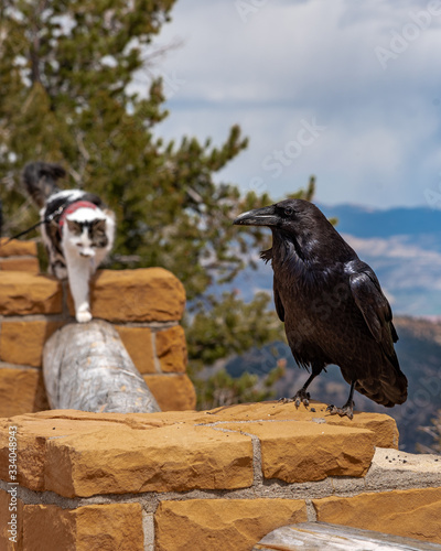 Pet cat walking towards a large raven in Bryce Canyon National Park  Utah. Travelling  curious  fearless cat. 