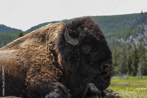 bison in yellowstone national park