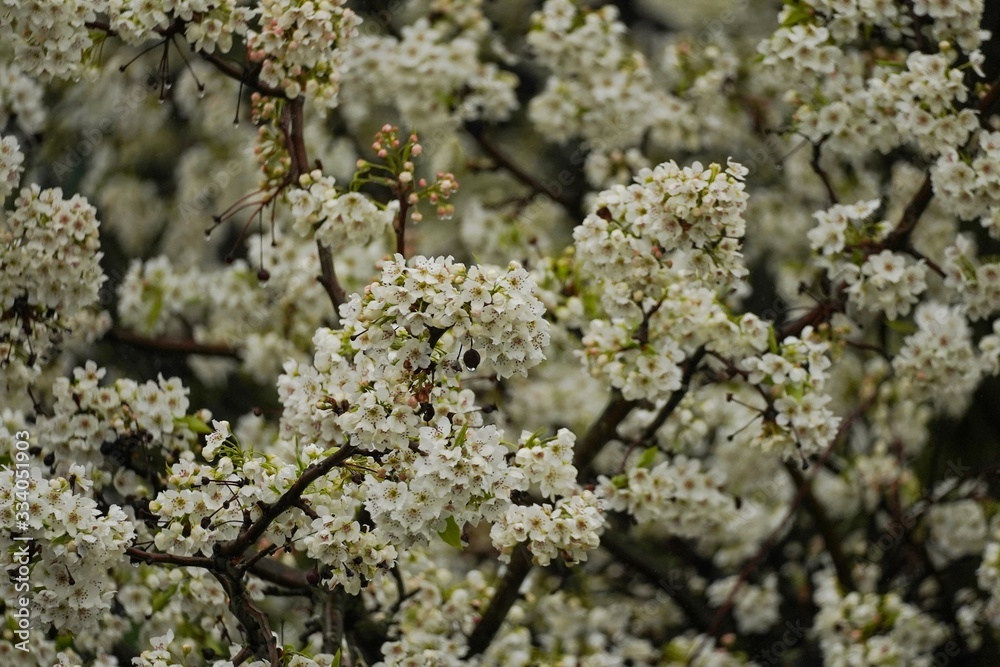 Cherry Blossom Blooming/ spring wallpaper, selective focus Cherry Blossom Blooming/ spring wallpaper, selective focus