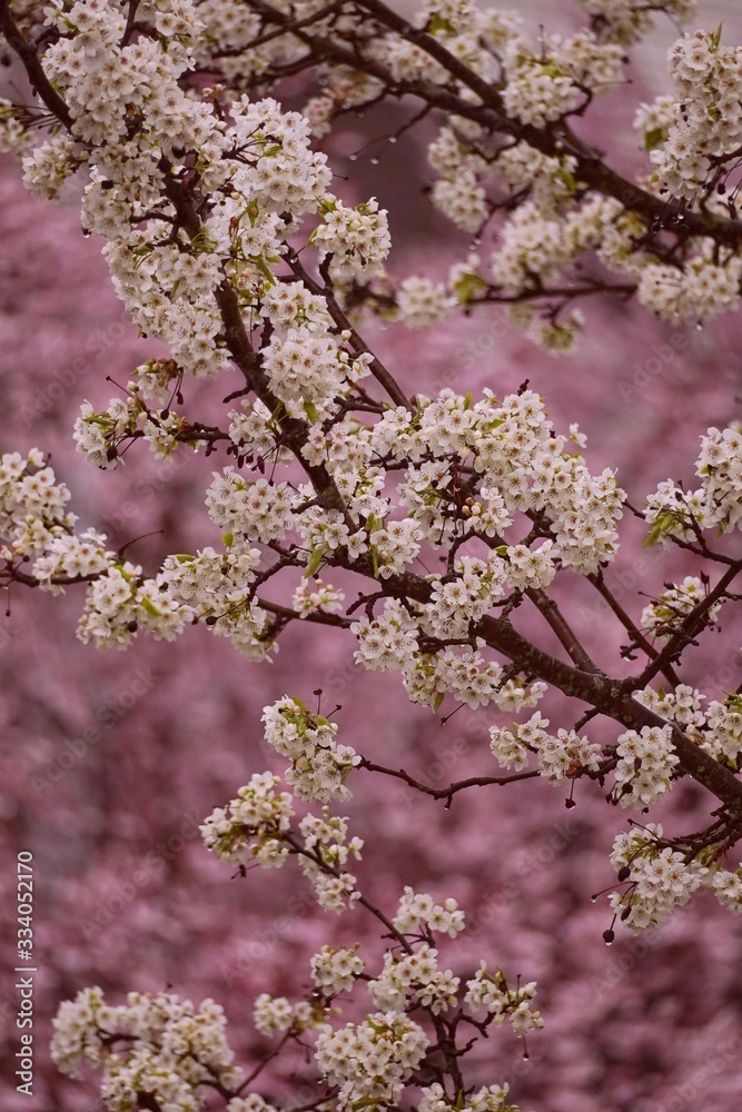 Cherry Blossom Blooming/ spring wallpaper, selective focus Cherry Blossom Blooming/ spring wallpaper, selective focus
