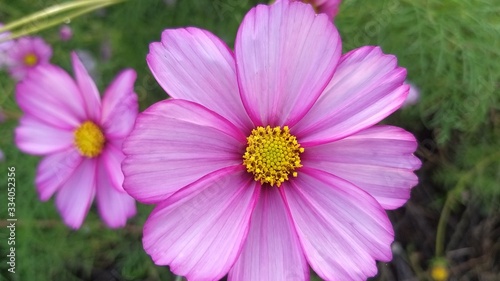 pink flowers in the garden