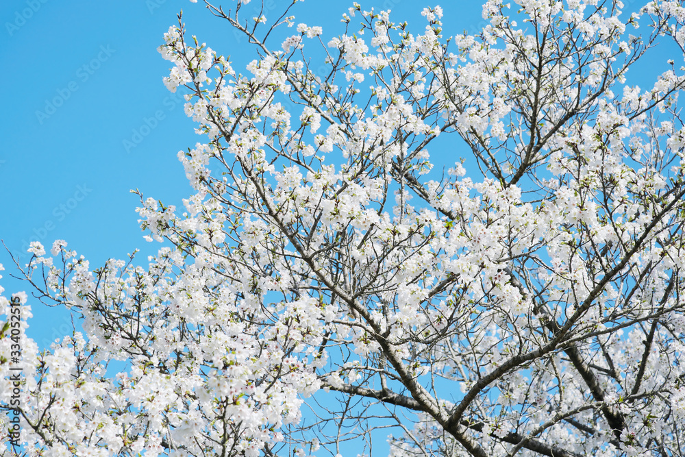 青い空の背景と綺麗な白の大島桜