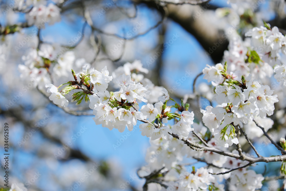 大島桜の美しいクローズアップ 大島桜の美しいクローズアップ