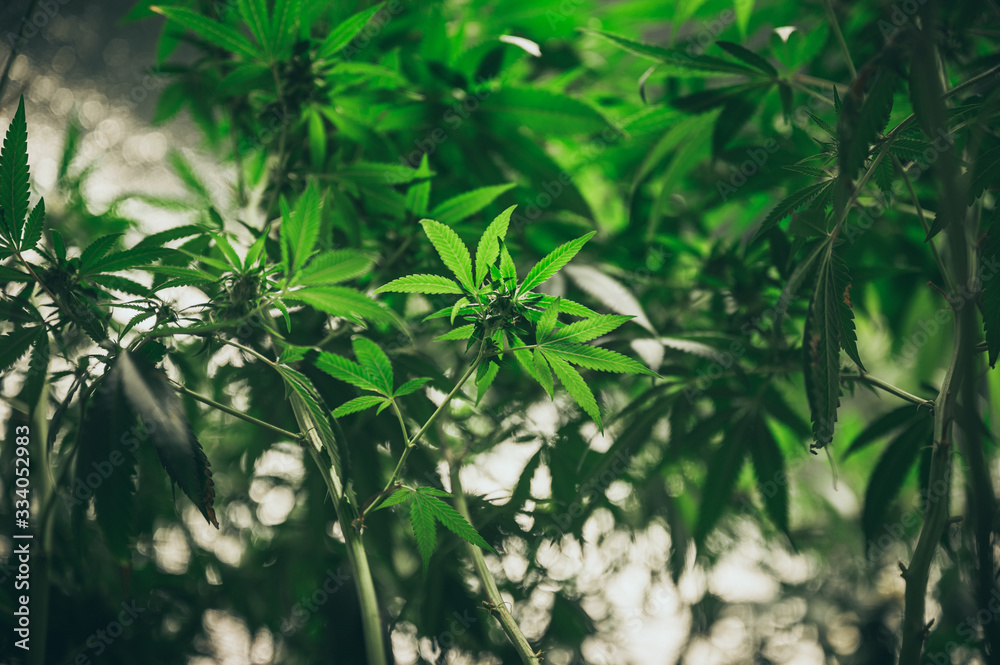 Growing cannabis indoors, hemp cultivation technique. Growing pot in groutent. Vegetative stage of marijuana growth. Medical marijuana. Background of cannabis leaves. A large amount of marijuana.