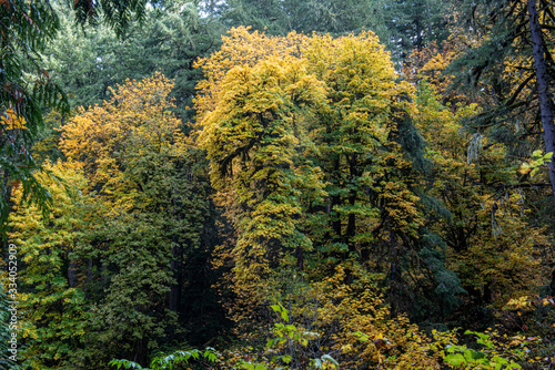 Fall foliage at Silver Falls State Park, featuring yellow leaves