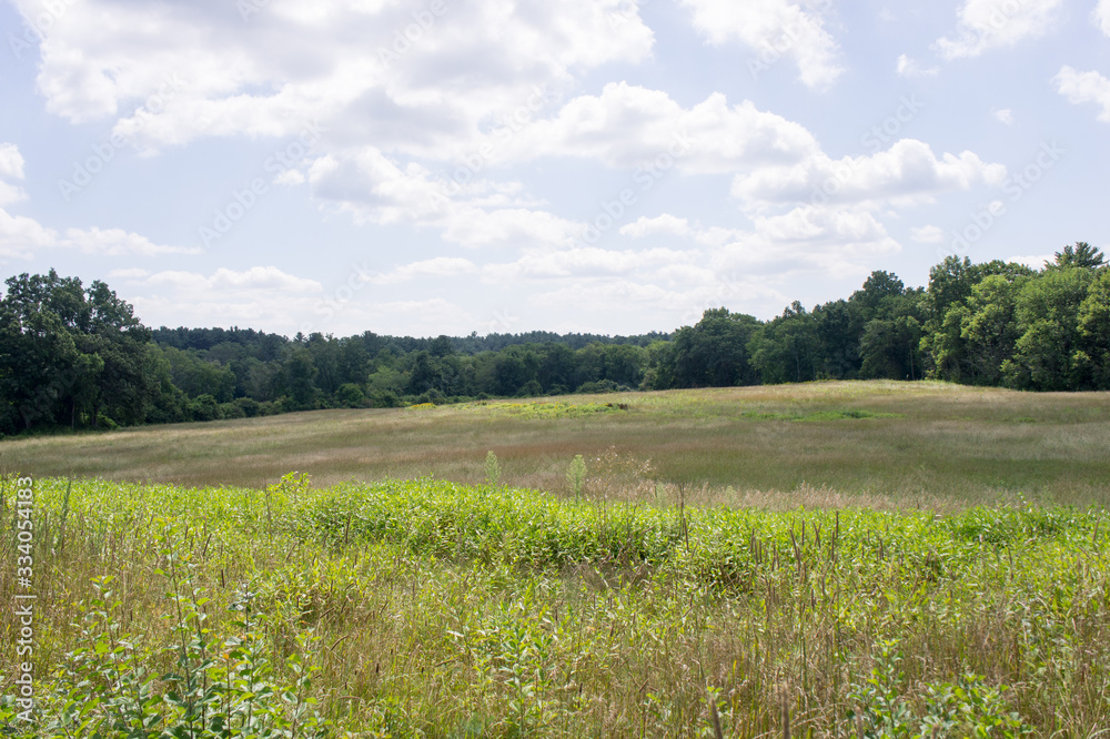 Fototapeta premium Meadow in Charles RIver Peninsula