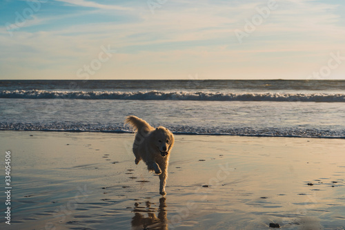husky dog running at the beach photo