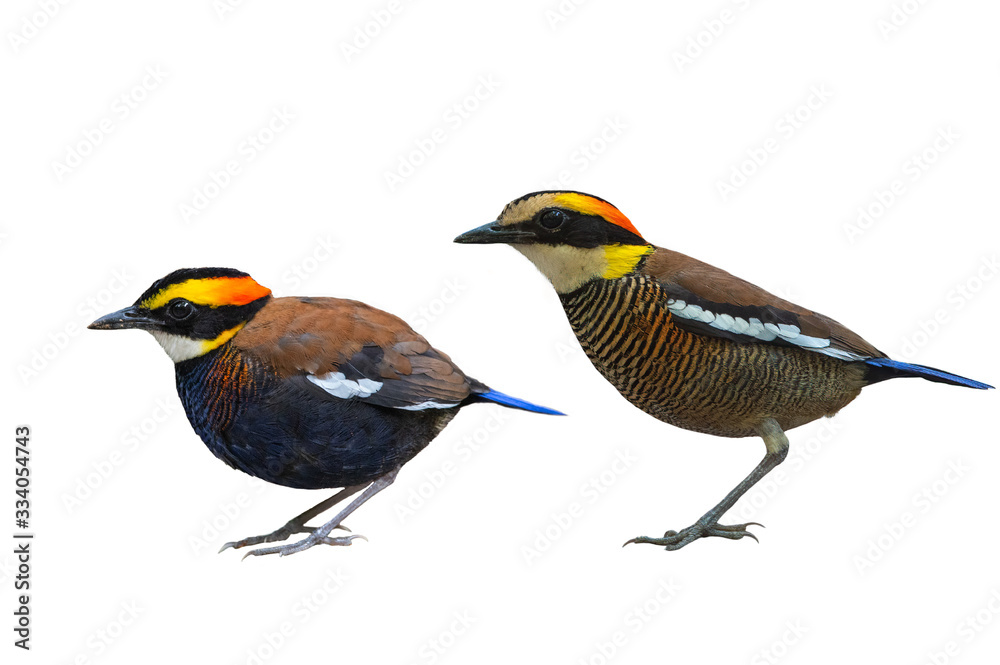 Malayan Banded Pitta isolated on white background Male and female birds