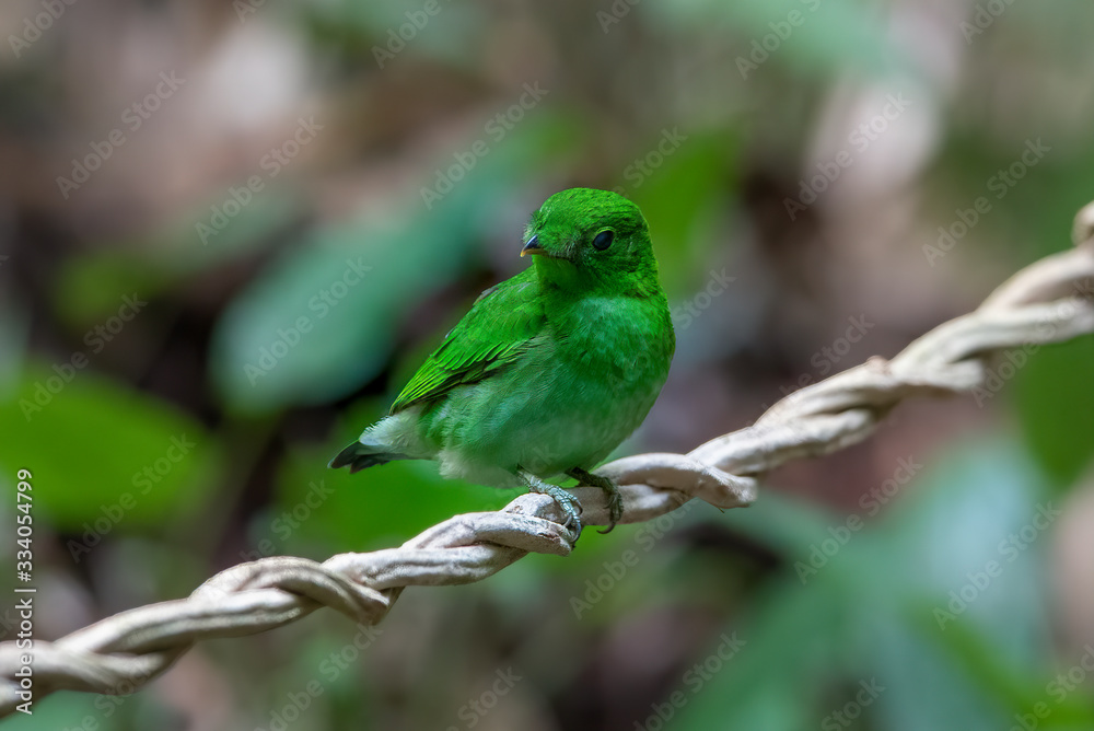 Beautiful bird green broadbill perching on a branch (Female) Beautiful bird green broadbill perching on a branch (Female)