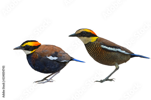 Malayan Banded Pitta isolated on white background Male and female birds © chamnan phanthong