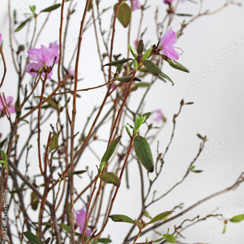 Spring branch with pink flowers on the white background nature copy space