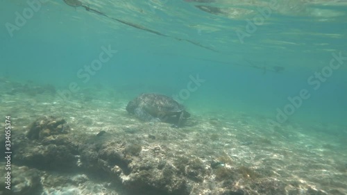 Sea turtle, Apo Island, Philippines photo