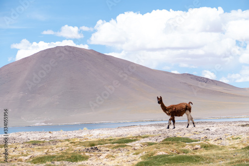 Llama in Laguna Salar de Aguas Calientes, San Pedro de Atacama, Chile
