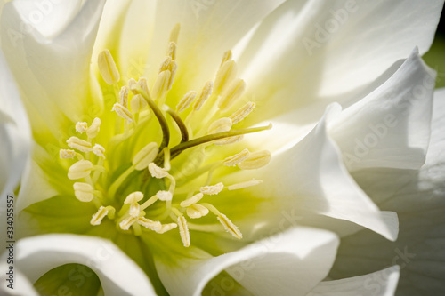 White winter blooming hellebore
