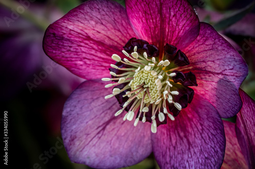Pink winter blooming hellebore