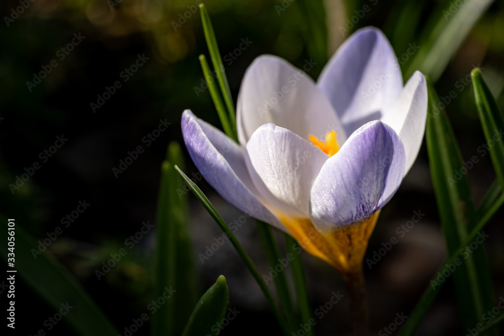 White crocus with yellow center close up White crocus with yellow center close up