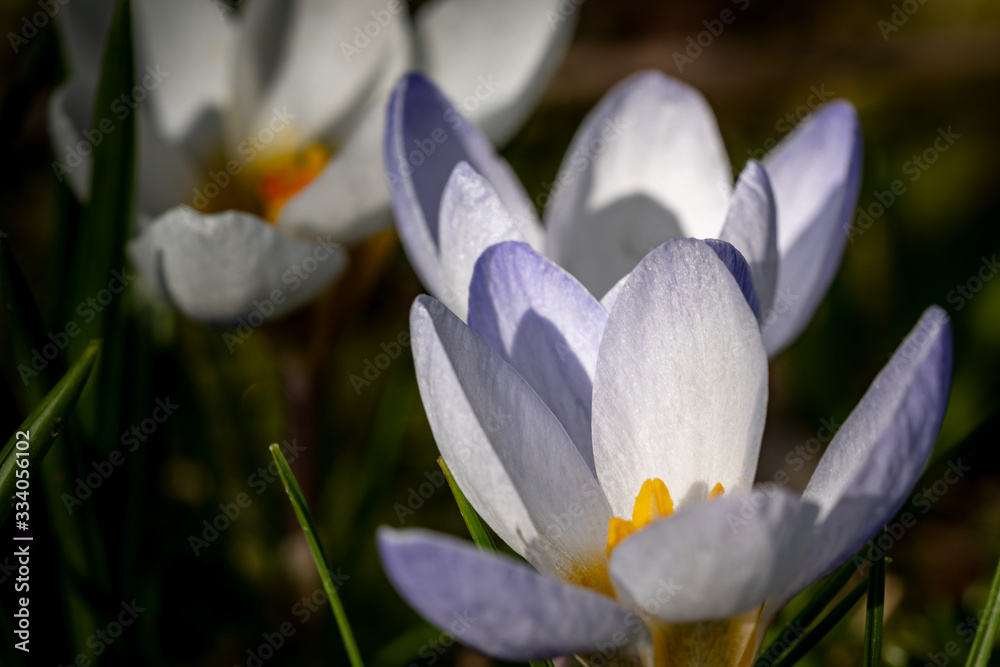 Fototapeta premium White crocus with yellow center close up