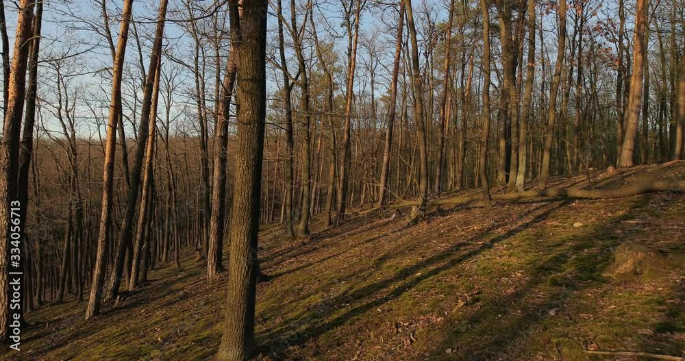 Forest walk with spring trees around Forest walk with spring trees around