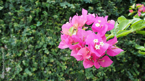 Pink bougainvillea or paper flowers on blurred green leaves background