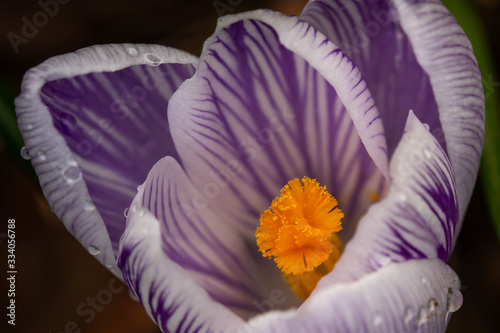 Purple spring crocus flower