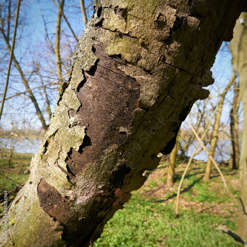 Dead sycamore maple in Magdeburg with symptoms of sooty bark disease caused by the fungus Cryptostroma corticale photo