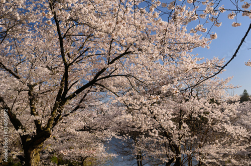 Forest of Sakura Japanese flowering Cherry trees on High Park Hillside overlooking Granadier Pond with Swan