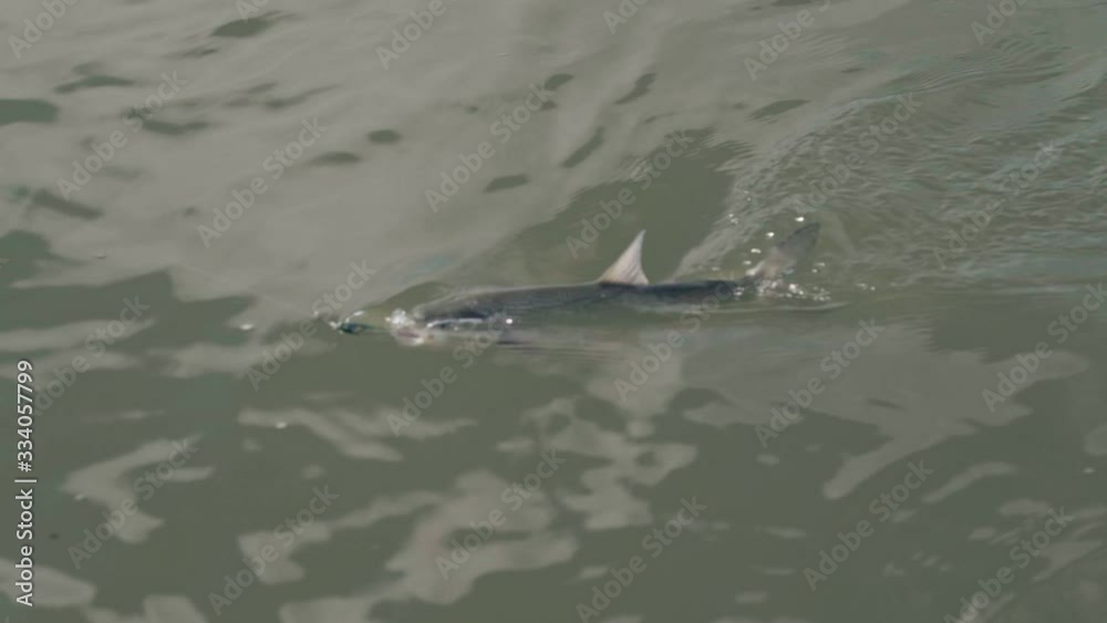 Fisherman pulls predatory fish on a spinning close-up in slow motion Fisherman pulls predatory fish on a spinning close-up in slow motion