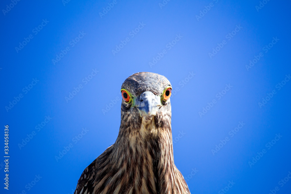 Fototapeta premium bird of prey eyes