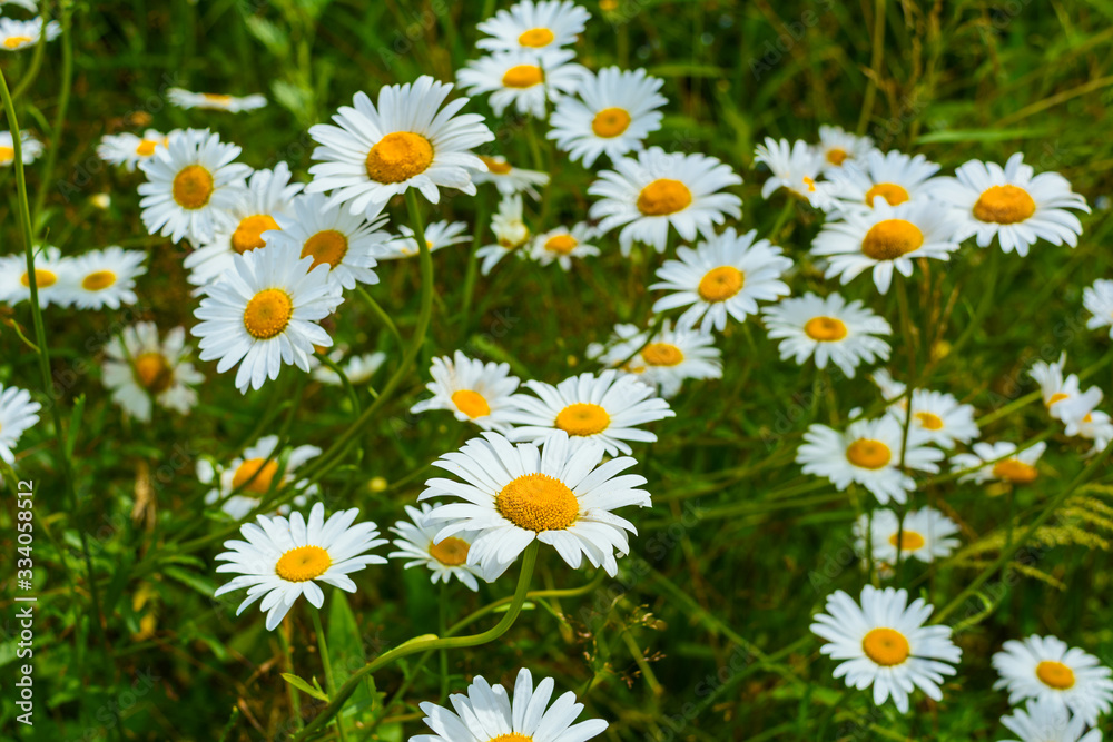 Blooming summer flowers white daisy