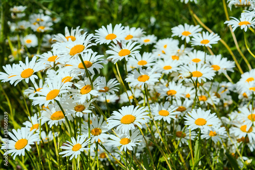 Summer day on daisy meadow