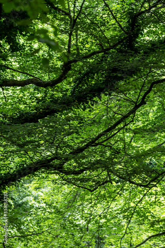 Green deep forest