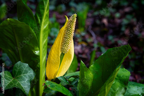 Arum flowers, swamp cabbage, yellow arum flowers. photo