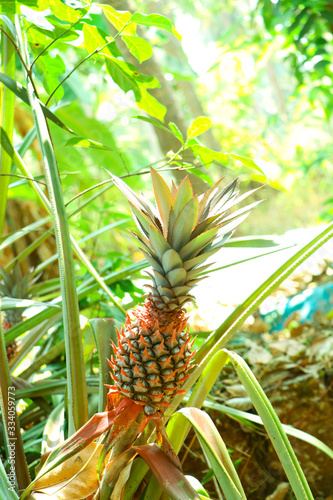pineapple on tree