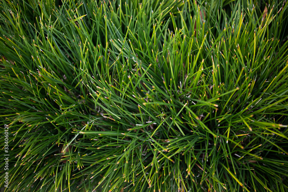 Green grass ground Green grass ground