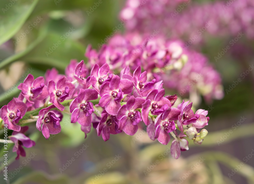 Close-up of Rhynchostylis gigantea pink orchid bouquet.The flowers are brightly colored, air root and scent on blurred background. (Rhynchostylis gigantea species) Close-up of Rhynchostylis gigantea pink orchid bouquet.The flowers are brightly colored, air root and scent on blurred background. (Rhynchostylis gigantea species)