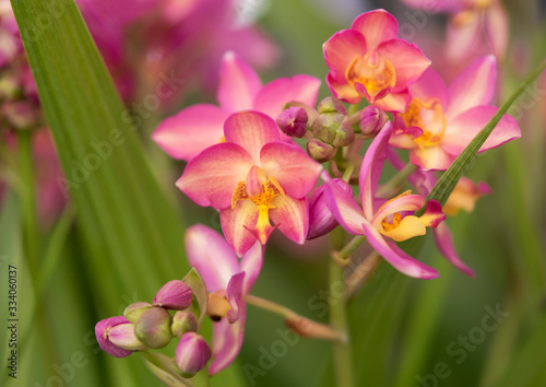 Close-up of Phalaenopsis pink hybrid orchid bouquet.The flowers are brightly colored on blurred green background.