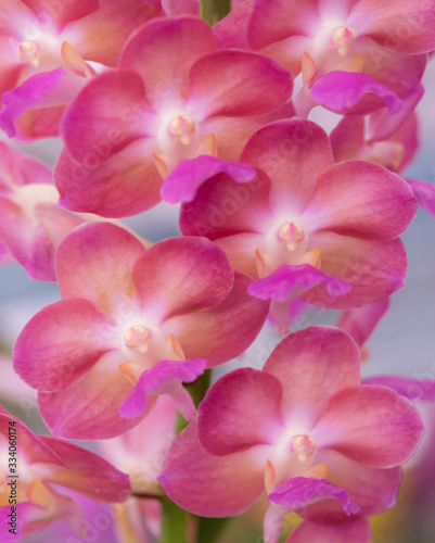 Close-up of Ascocenda pink orchid bouquet. The flowers are brightly colored. (Hybrid orchid between Ascocentrum and Vanda) © nooumaporn