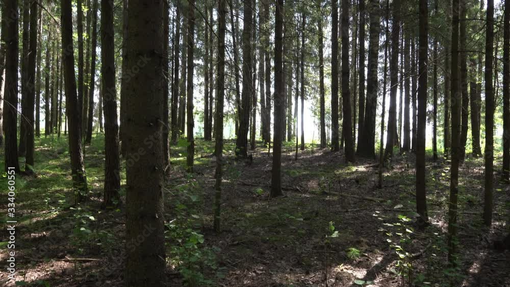 Sparse under the spruce forest. Sunny summer day. South Estonia. Sparse under the spruce forest. Sunny summer day. South Estonia.