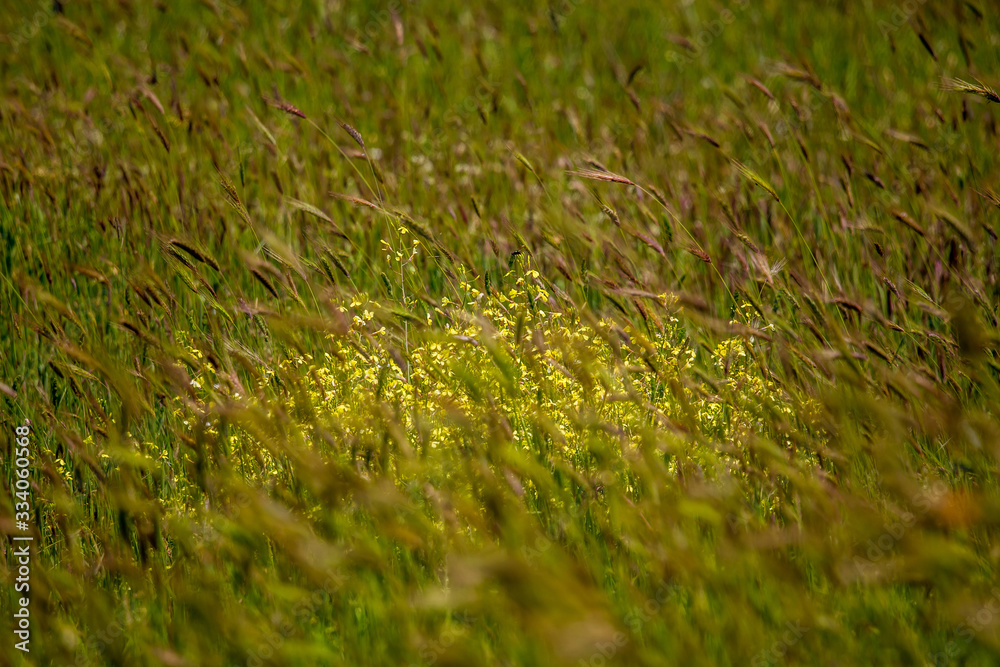 Spring blooming meadow Spring blooming meadow