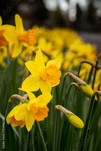 Fototapeta Naklejka Na Ścianę i Meble -  Daffodil Narcissus Yellow spring flowers bulb