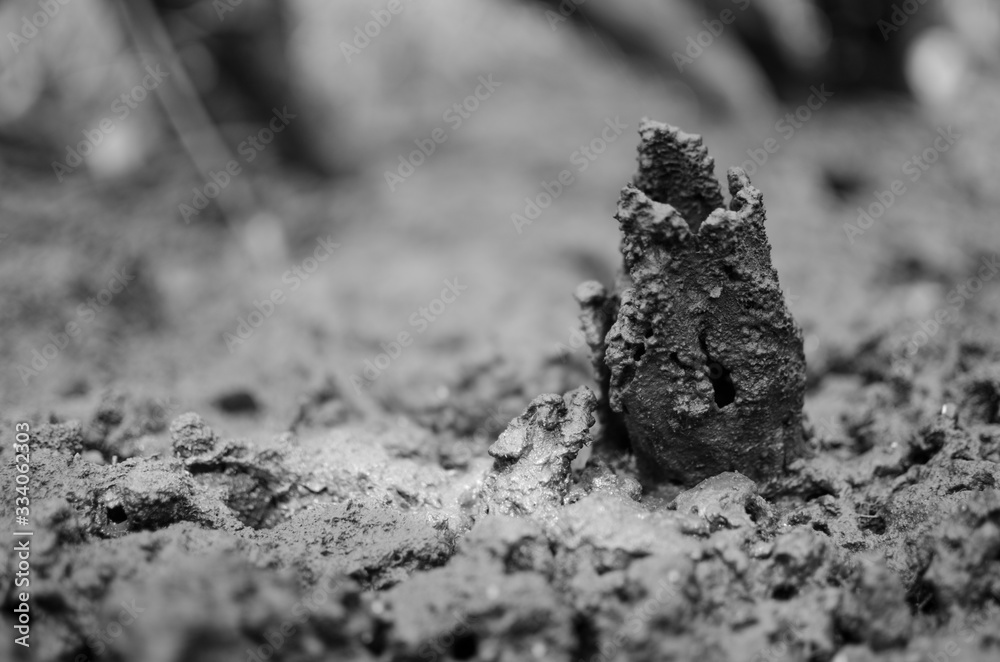 Obraz premium mangrove