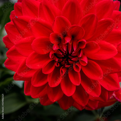Summer blooming Dahlia Flower © d murk photographs