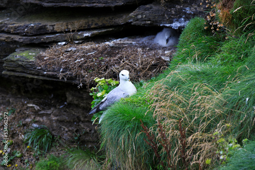 Duncansby (Scotland), UK - August 03, 2018: A gull at Duncansby stacks, duncansby head, Scotland, Highlands, United Kingdom