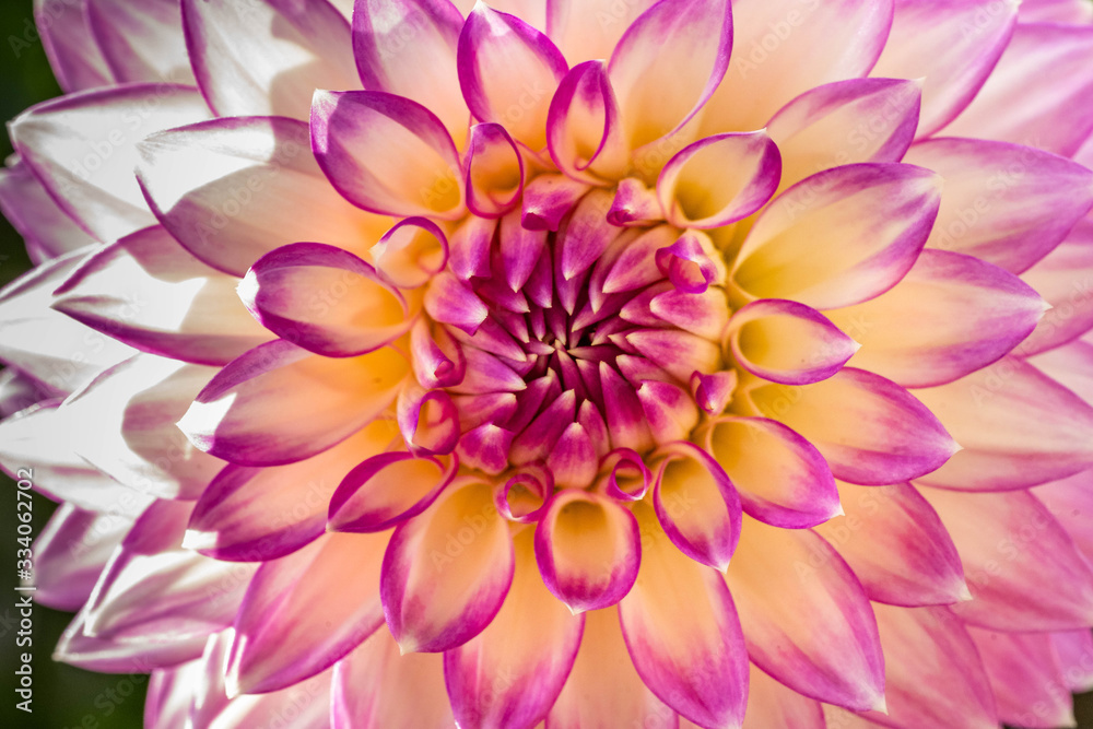 Summer blooming dahlias