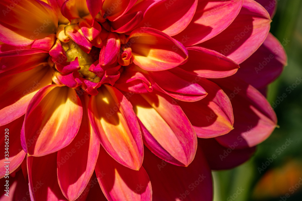 Summer blooming dahlias Summer blooming dahlias