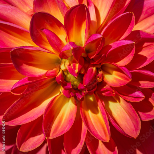 Summer blooming dahlias