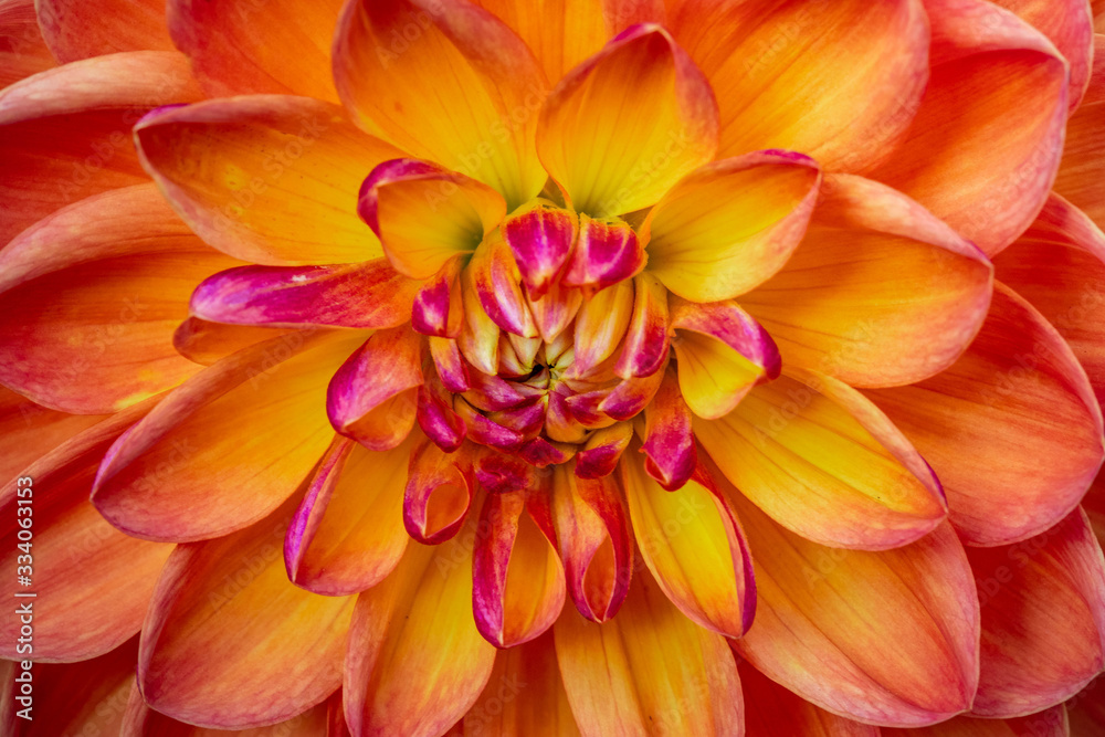 Summer blooming dahlia Summer blooming dahlia