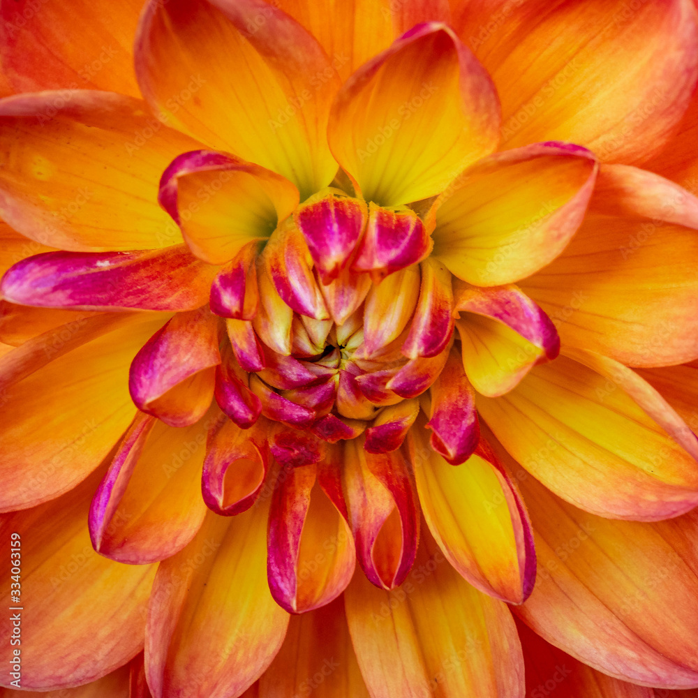 Obraz premium Summer blooming dahlia